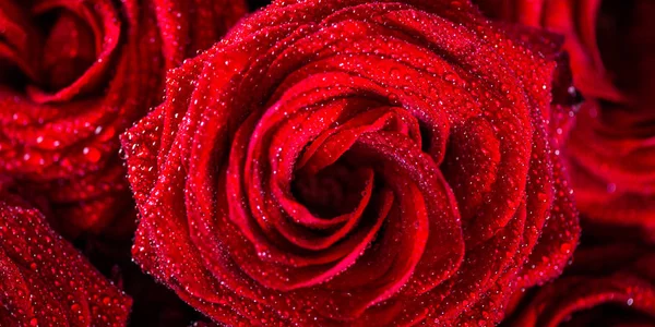 Belo buquê de rosas vermelhas, amor e romance conceito — Fotografia de Stock