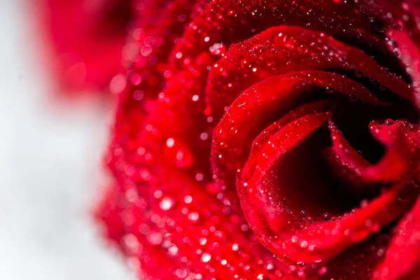 Buquê Perfeito Rosas Vermelhas Amor Romance Conceito — Fotografia de Stock