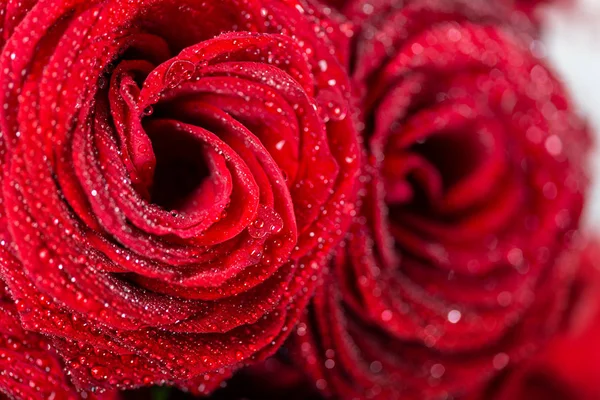 Buquê Perfeito Rosas Vermelhas Amor Romance Conceito — Fotografia de Stock