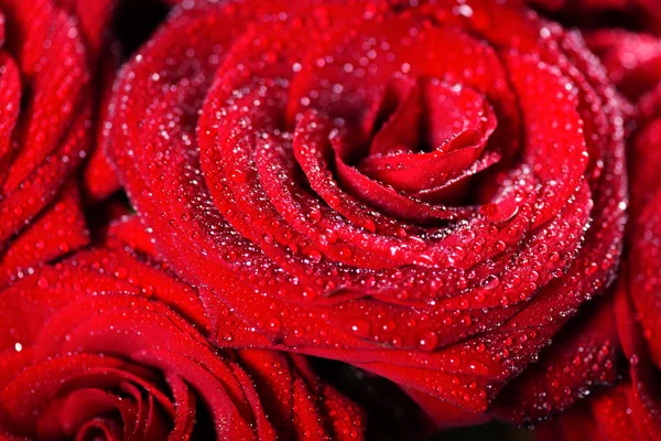 Belo buquê de rosas vermelhas, amor e romance conceito — Fotografia de Stock