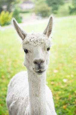 Funny and Cute Lllamas in English countryside. They all are just beeing sheared clipart