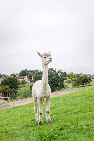 Llamas Drôles Mignons Dans Campagne Anglaise Ils Sont Tous Cisaillés — Photo