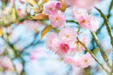 Güzel doğası ile çiçek açan kiraz sahne ağaç bahar. Sakura çiçek çiçeklenme.  
