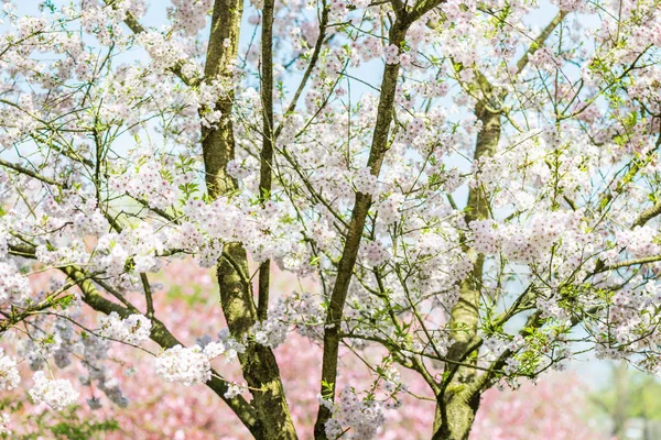 Hermosa Escena Naturaleza Con Cerezo Flor Primavera Sakura Flores Flor — Foto de Stock