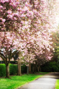Bloom bahar mevsiminde, tonlu görüntü, parkta pembe kiraz ağaçlarında parlama etkileri güneş