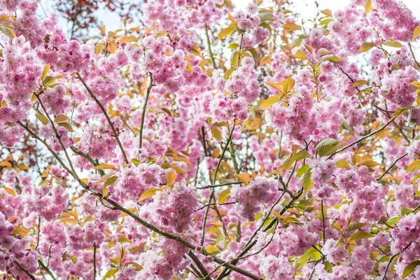 Cerezos Rosados Flor Parque Durante Temporada Primavera — Foto de Stock