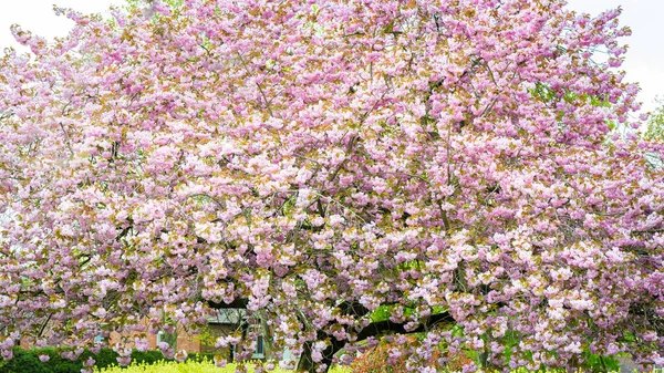 Cerezos Rosados Flor Parque Durante Temporada Primavera — Foto de Stock