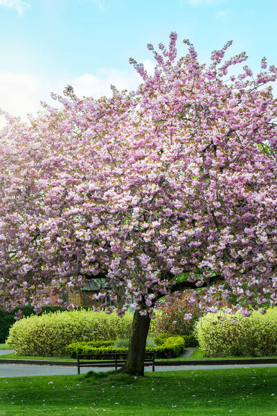 Pink Cherry Trees in Bloom in Park during Spring Season