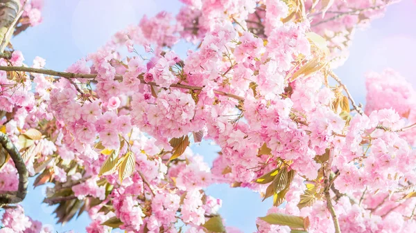 Pink Cherry Trees Bloom Park Spring Season — Stock Photo, Image