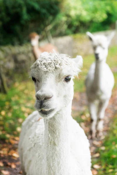 Llamas mignons et ciselés dans la campagne anglaise . — Photo