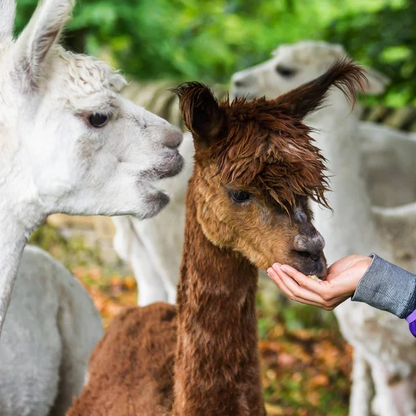 Llamas mignons et ciselés dans la campagne anglaise . — Photo