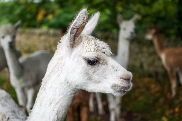 Llamas mignons et ciselés dans la campagne anglaise . — Photo