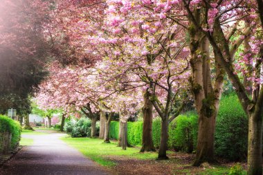 Pembe kiraz ağaçları çiçek Park bahar mevsiminde