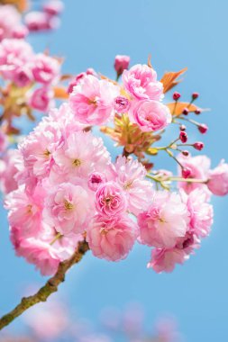 Güzel doğası ile çiçek açan kiraz sahne ağaç bahar. Sakura çiçek çiçeklenme.  