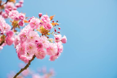 Güzel doğası ile çiçek açan kiraz sahne ağaç bahar. Sakura çiçek çiçeklenme.  