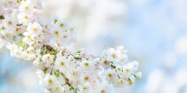 Красивая Природа Цветущей Вишней Весной Цветут Цветы Сакуры Изображение Баннера — стоковое фото