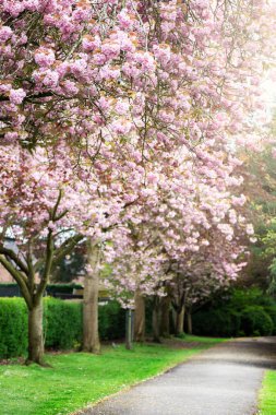 Pembe kiraz ağaçları çiçek bahar sırasında parkta 