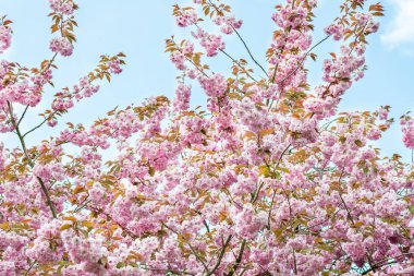Pembe kiraz ağaçları çiçek bahar sırasında parkta 