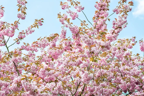 Cerezos rosados en flor en el parque durante la primavera — Foto de Stock