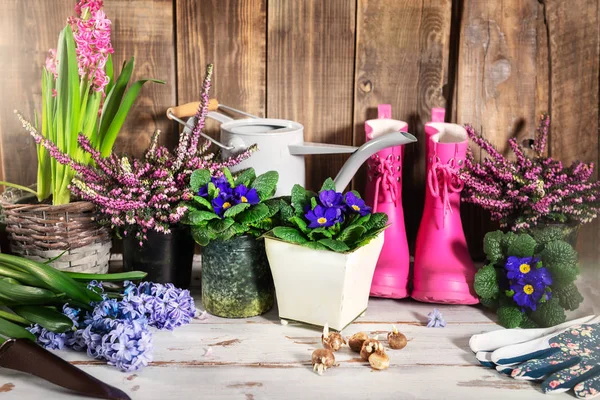Herramientas de jardinería y flores en las macetas —  Fotos de Stock