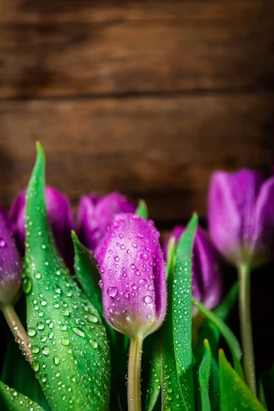 Красивые фиолетовые тюльпаны на темном деревенском фоне — стоковое фото