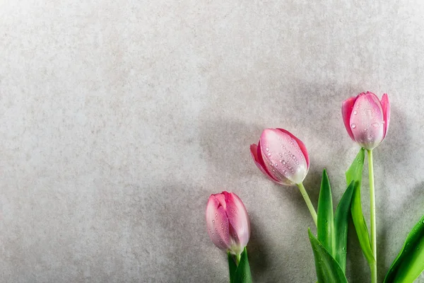Красиві фіолетові тюльпани на сірому фоні — стокове фото