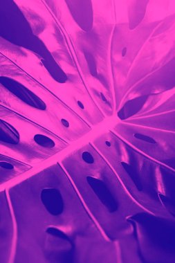 Tropikal monstera yaprak yakın çekim