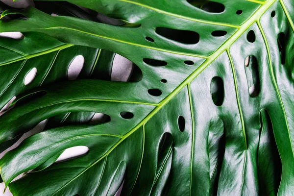 Zbliżenie na monstera tropikalny liść — Zdjęcie stockowe