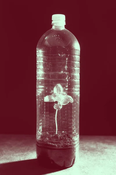 Green Plant изо всех сил пытается вырасти в пластиковой бутылке — стоковое фото