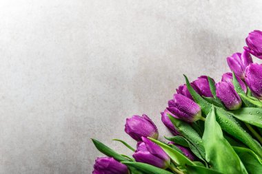 Gri arka plan üzerinde güzel mor laleler