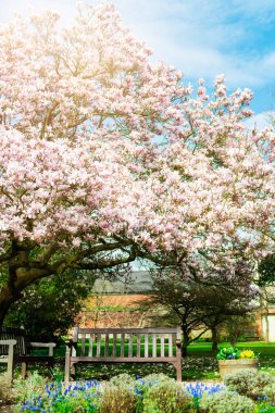 İngiliz Bahçesi hafif Pembe Manolya ağacında