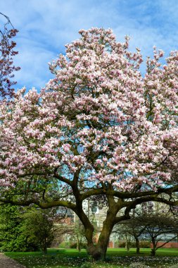 İngiliz Bahçesi hafif Pembe Manolya ağacında
