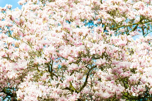 Magnolia rosa claro en jardín inglés — Foto de Stock