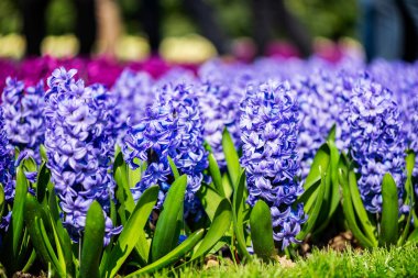 İlkbaharda Hollanda'da Keukenhof bahçeleri. Lalelerin, sümbüllerin, narcissus'un çiçeklenme lerinin yakın