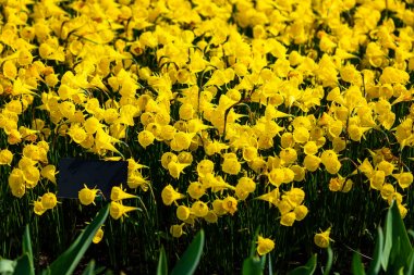 İlkbaharda Hollanda'da Keukenhof bahçeleri. Lalelerin, sümbüllerin, narcissus'un çiçeklenme lerinin yakın