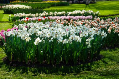 İlkbaharda Hollanda'da Keukenhof bahçeleri. Lalelerin, sümbüllerin, narcissus'un çiçeklenme lerinin yakın