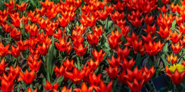 İlkbaharda Hollanda'da Keukenhof bahçeleri. Lalelerin, sümbüllerin, narcissus'un çiçeklenme lerinin yakın