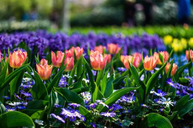 İlkbaharda Hollanda'da Keukenhof bahçeleri. Lalelerin, sümbüllerin, narcissus'un çiçeklenme lerinin yakın