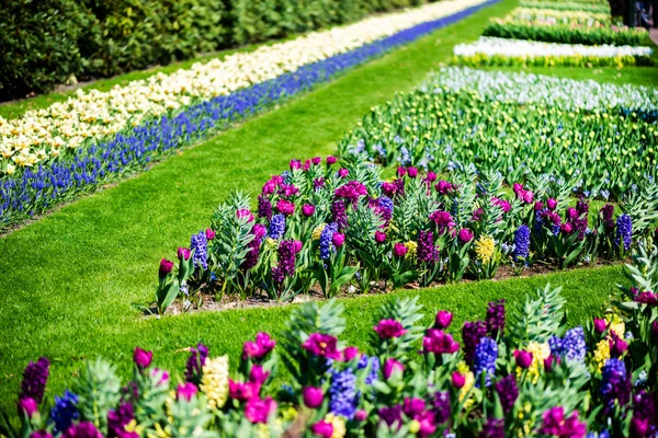 Keukenhof jardines en los Países Bajos durante la primavera. Primer plano de los macizos florecientes de tulipanes, jacintos, narcisos —  Fotos de Stock