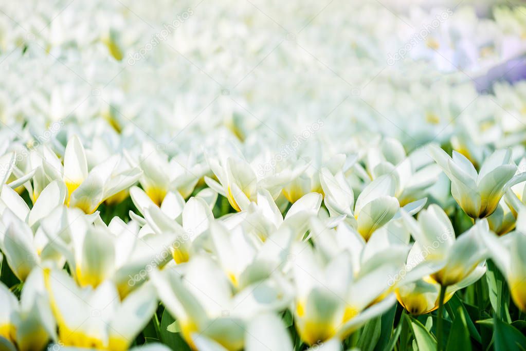 Keukenhof gardens in the Netherlands during spring. Close up of blooming flowerbeds of tulips, hyacinths, narcissus