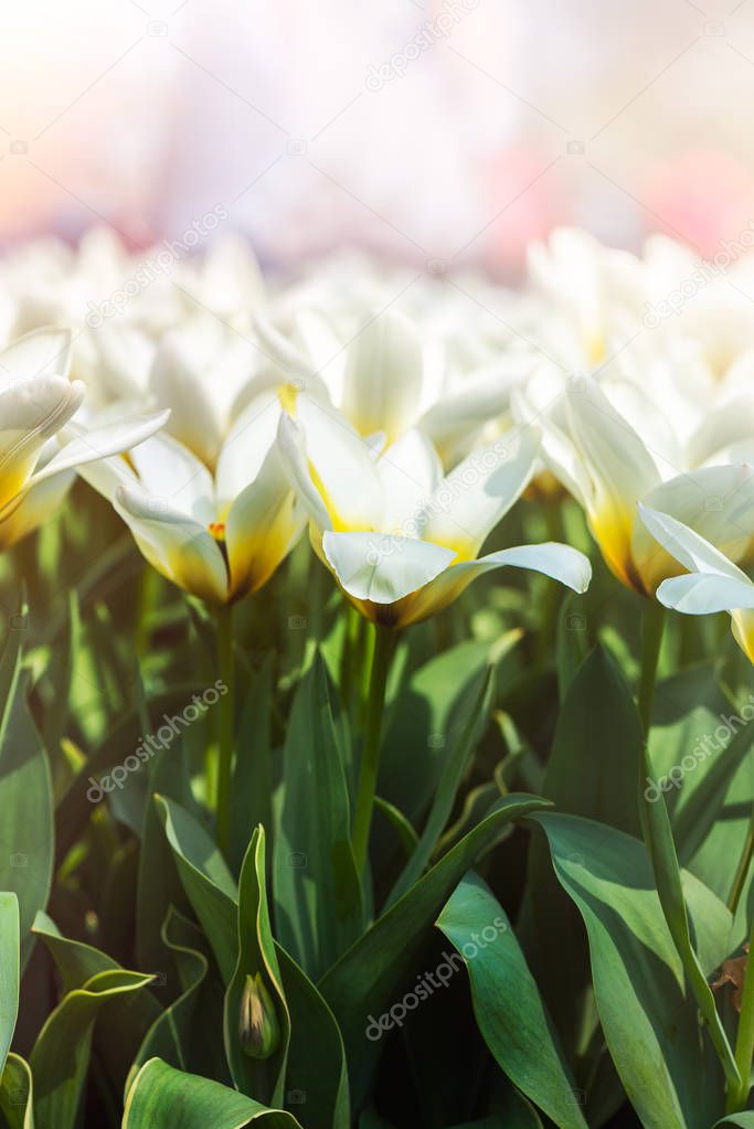 Keukenhof gardens in the Netherlands during spring. Close up of blooming flowerbeds of tulips, hyacinths, narcissus