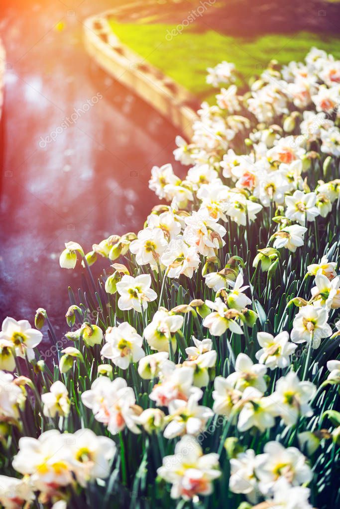 Keukenhof gardens in the Netherlands during spring. Close up of blooming flowerbeds of tulips, hyacinths, narcissus