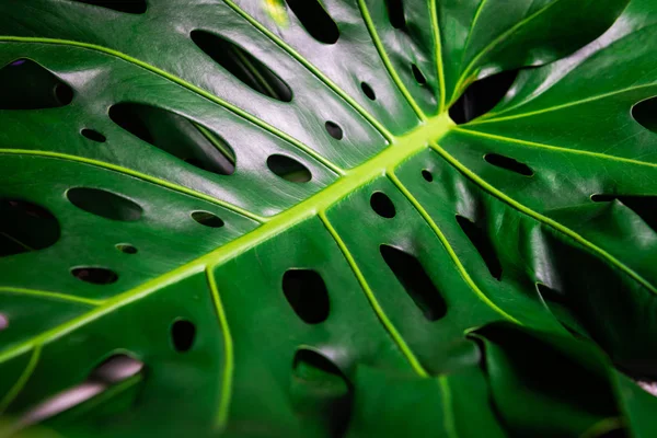 Крупним планом листя тропічної монстри — стокове фото