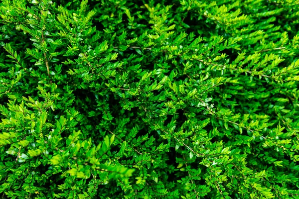 Close up of green bush in early spring time — Stock Photo, Image