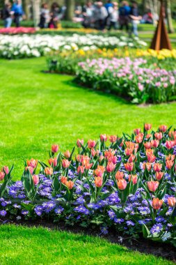 İlkbaharda Hollanda'da Keukenhof bahçeleri. Lalelerin, sümbüllerin, narcissus'un çiçeklenme lerinin yakın