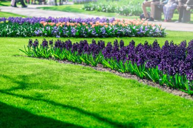 İlkbaharda Hollanda'da Keukenhof bahçeleri. Lalelerin, sümbüllerin, narcissus'un çiçeklenme lerinin yakın