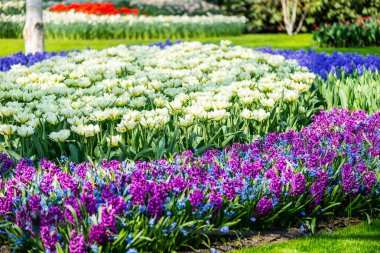 İlkbaharda Hollanda'da Keukenhof bahçeleri. Lalelerin, sümbüllerin, narcissus'un çiçeklenme lerinin yakın