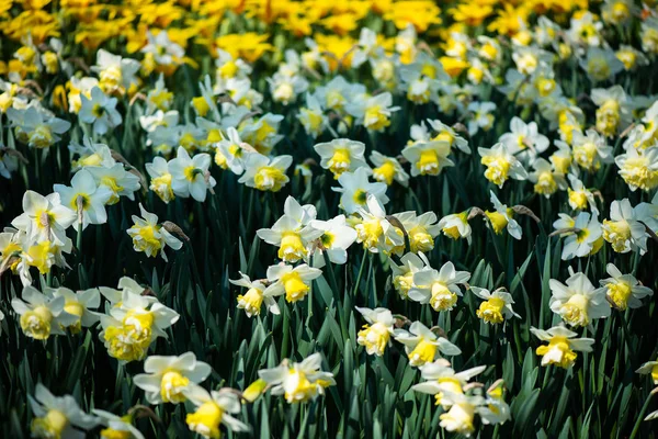 Ogrody Keukenhof w Holandii wiosną. Zbliżenie kwitnących kwietników tulipanów, hiacytów, Narcyza — Zdjęcie stockowe