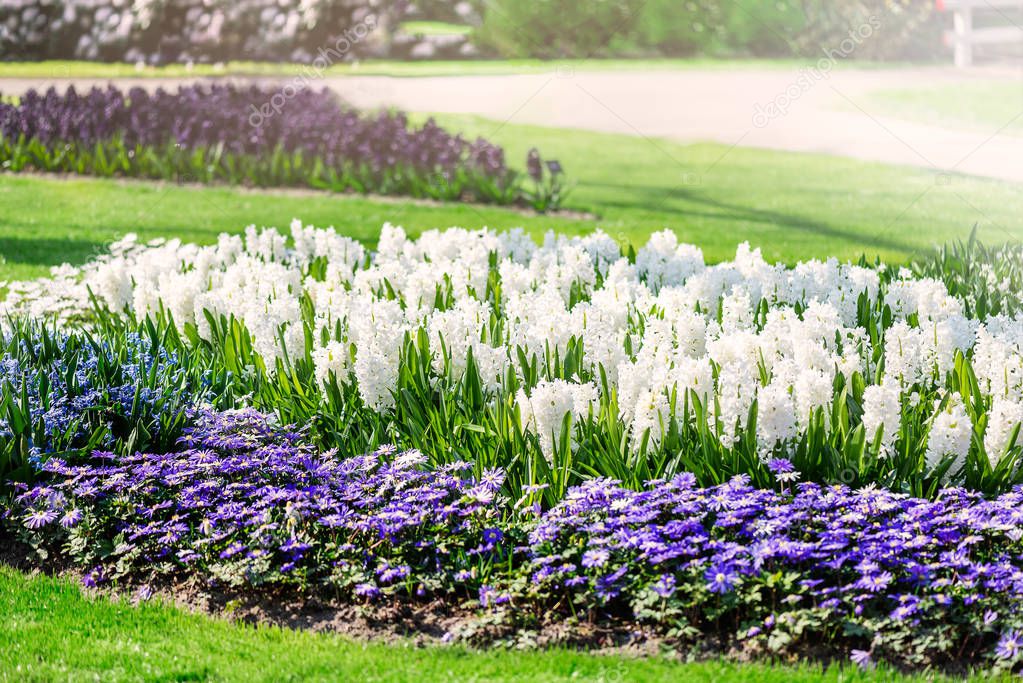 Keukenhof gardens in the Netherlands during spring. Close up of blooming flowerbeds of tulips, hyacinths, narcissus