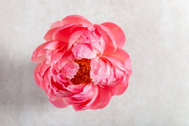 İnanılmaz pembe şakayık, kart konsepti